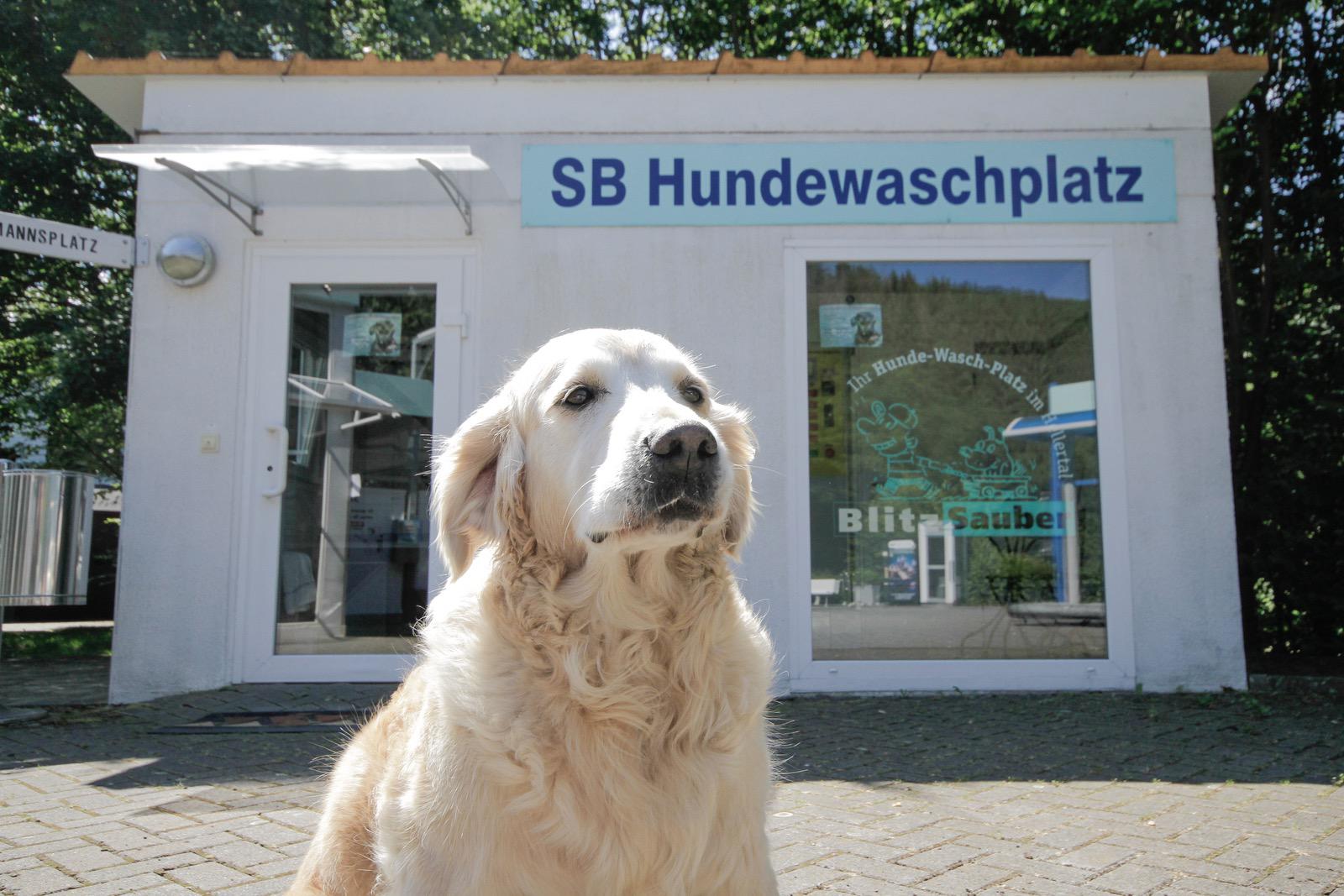 hund-vor-hundewaschplatz-sassenroth